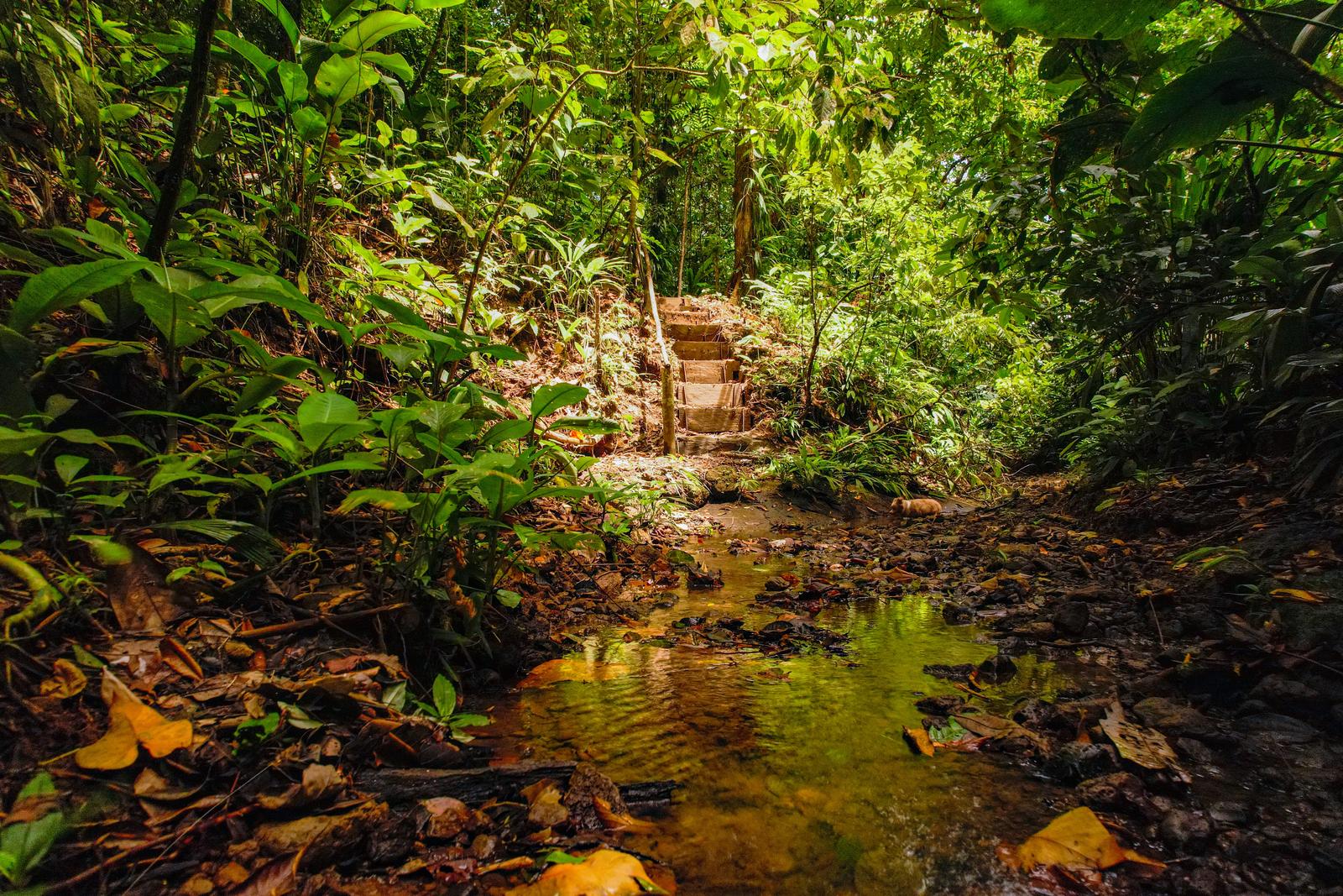 Hiking a jungle trail in Bocas del Toro, Panama