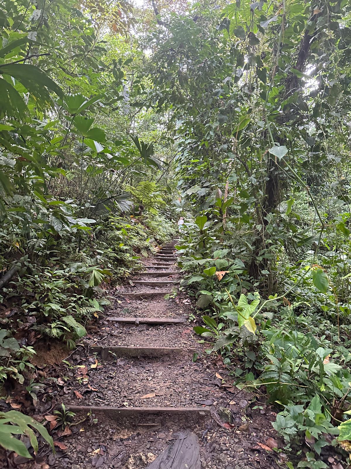 Wooden jungle staircase climbing into dense tropical canopy, Bocas del Toro